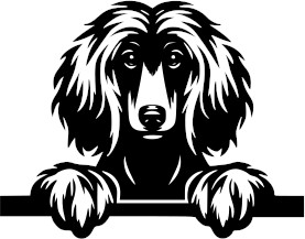 Breed Decal - Peeking Afghan Hound
