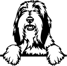 Breed Decal - Peeking Bearded Collie
