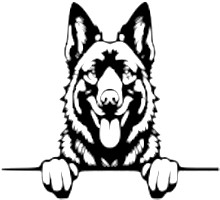 Breed Decal - Peeking Belgian Sheepdog