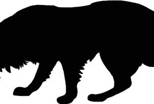 Breed Decal - Silhouette Border Collie