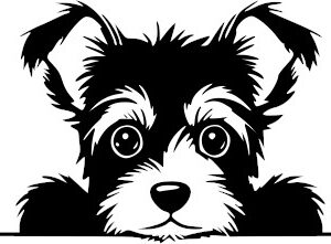 Breed Decal - Peeking Border Terrier