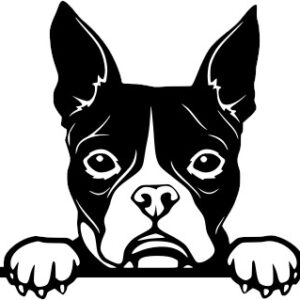 Breed Decal - Peeking Boston Terrier