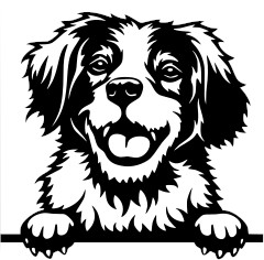 Breed Decal - Peeking Brittany Spaniel