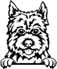 Breed Decal - Peeking Cairn Terrier