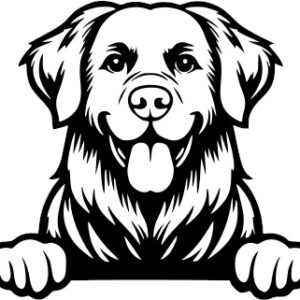Breed Decal - Peeking Chesapeake Bay Retriever