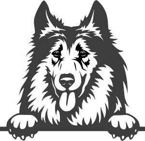 Breed Decal - Peeking Collie