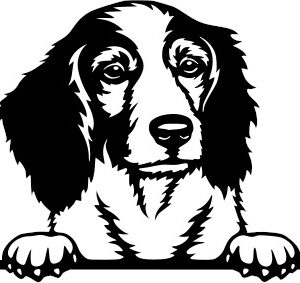 Breed Decal - Peeking English Springer Spaniel