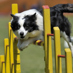 Agility
