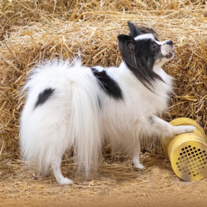 Barnhunt