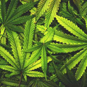 Cannabis