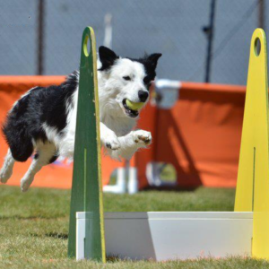 Flyball